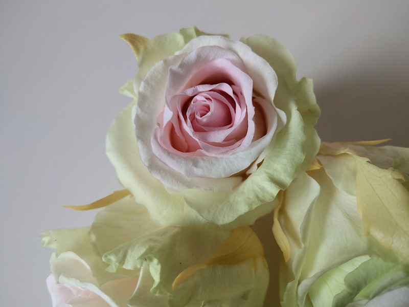 Tri colour Rose Heads - Verdi Preserved