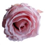 Macro shot of a soft pink preserved rose head showing the supple, real-touch petal texture.