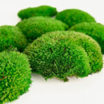 Pieces of light green Bun moss to be used for indoor biophilic green wall. Inherently fire rated.
