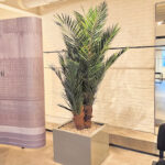 Preserved Phoenix palm tree for interior decor