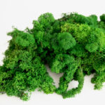 Preserved reindeer moss for interior biophilic arrangements