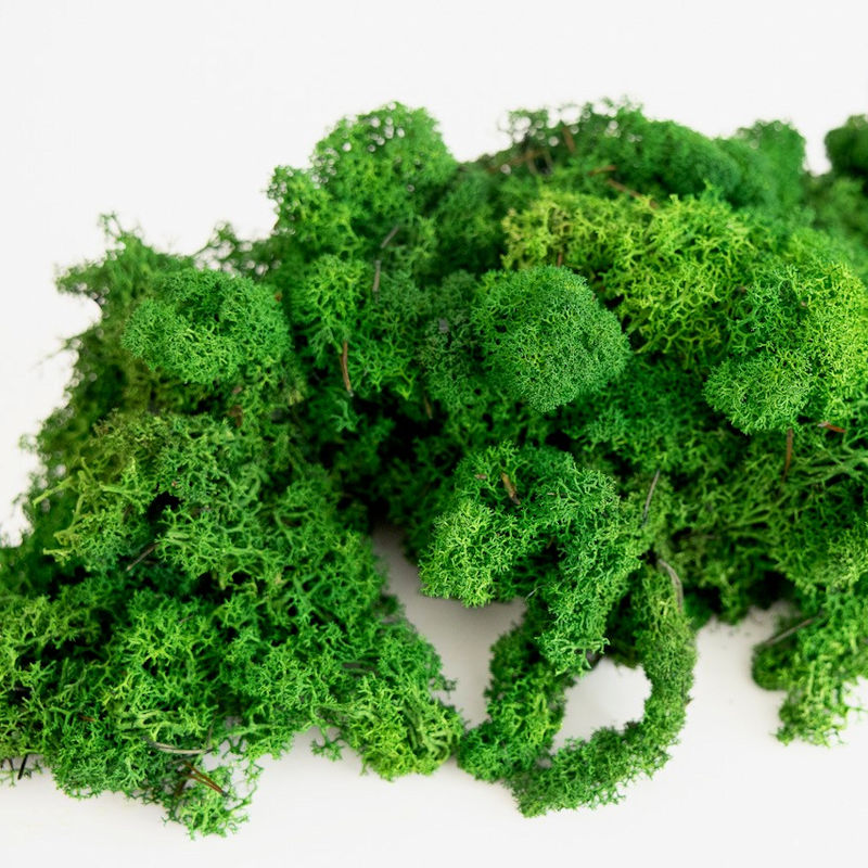Preserved reindeer moss for interior biophilic arrangements