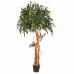 A preserved nicoly pendula tree in crown shape