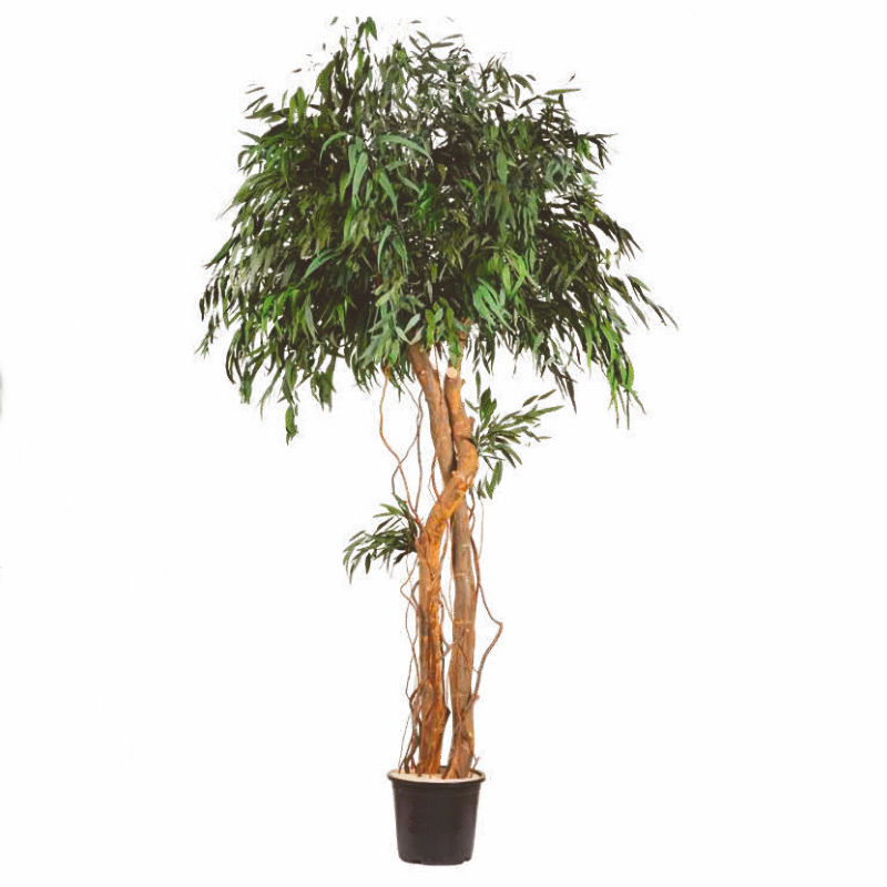 A preserved nicoly pendula tree in crown shape
