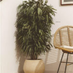 A preserved bushy Pendula tree in a decorative planter