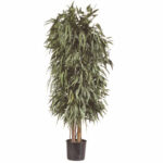 A preserved Nicoly pendula tree, 1.8m tall