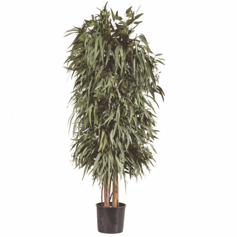 A preserved Nicoly pendula tree, 1.8m tall