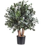 A preserved cinerea bush, one metre tall in black plastic pot