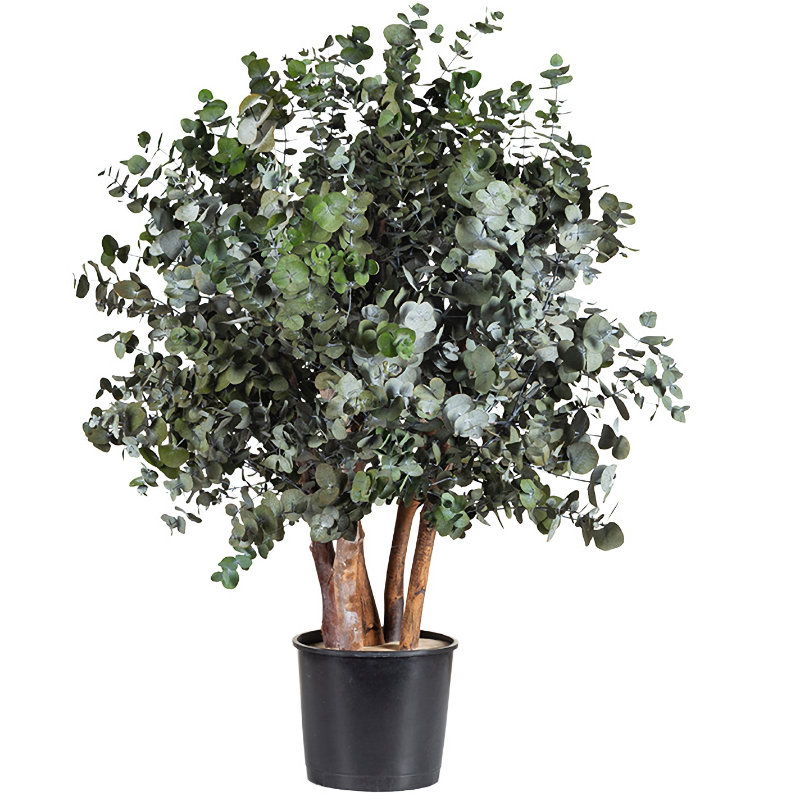 A preserved cinerea bush, one metre tall in black plastic pot