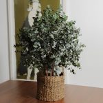 Green preserved cinerea bush in a decorative planter