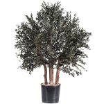 One metre tall prserved parvafolia bush in non decorative pot