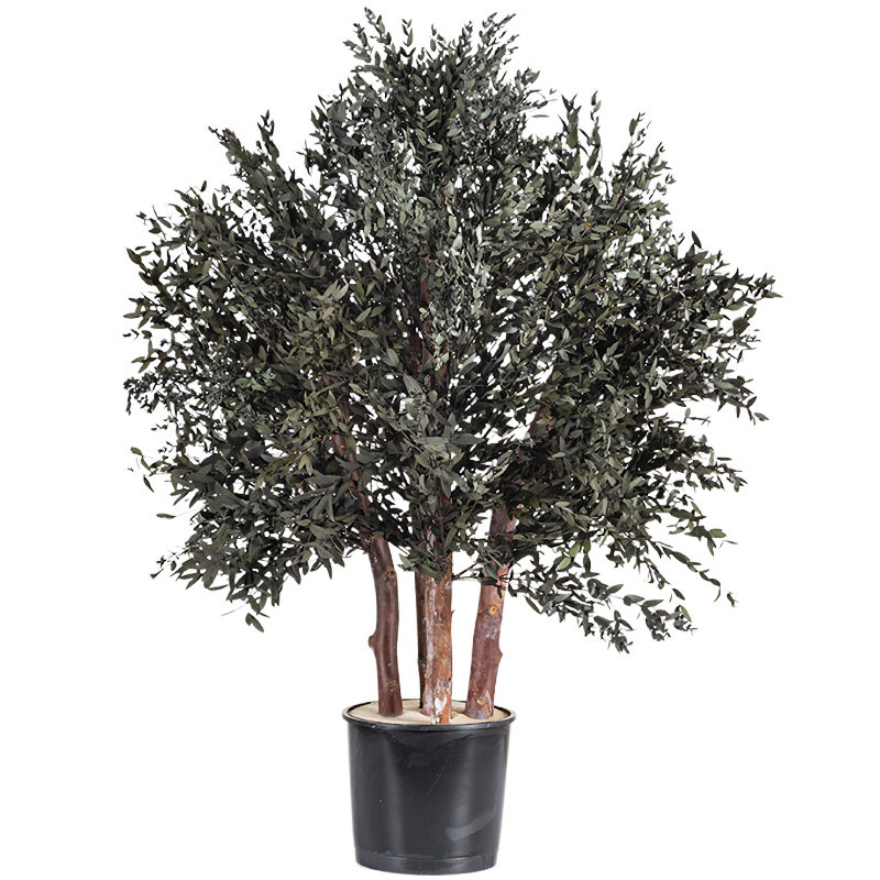 One metre tall prserved parvafolia bush in non decorative pot