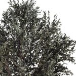 Close up of preserved parvafolia bush foliage