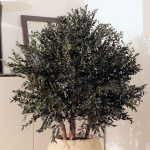 One metre tall preserved parvafolia bush in office setting