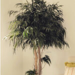 A preserved nicoly pendula tree in situ