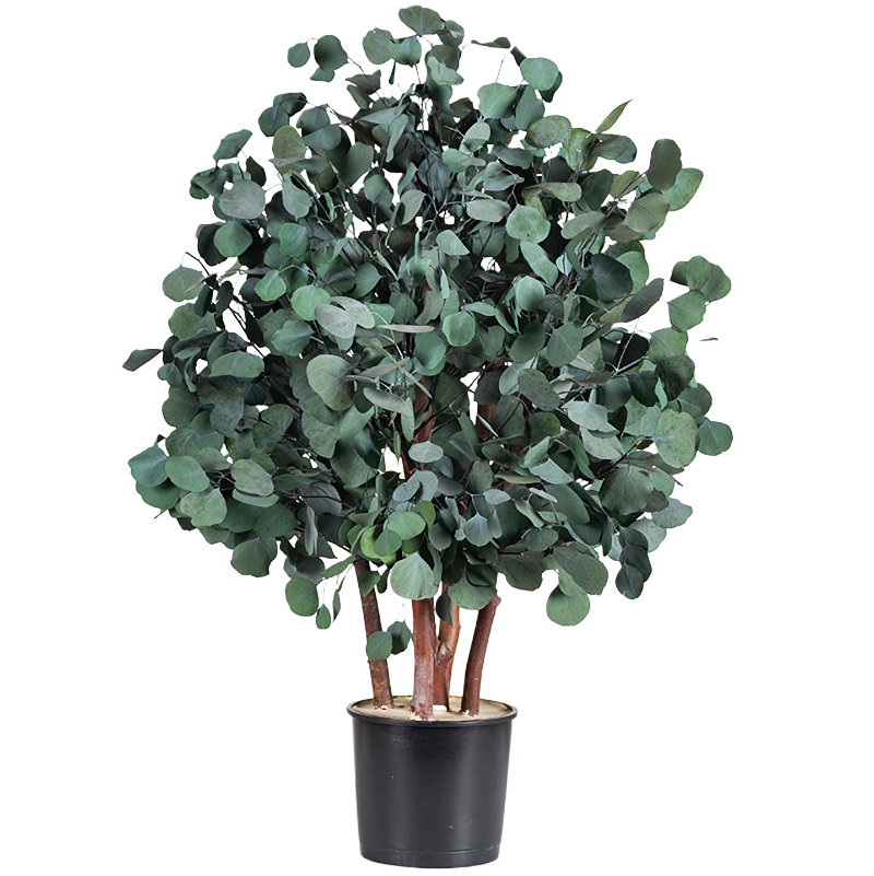 A one metre preserved populus bush in a black pot