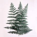 A bunch of three preserved Asa ferns. Deep green colour and 40cm long