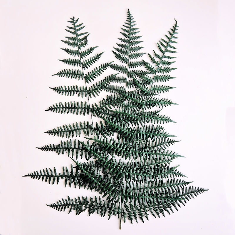 A bunch of three preserved Asa ferns. Deep green colour and 40cm long