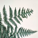 A close up of a dark green Asa fern