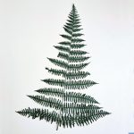 An image of a single stem of dark green Asa fern, 40cm long x 25cm wide.