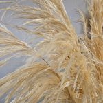 Close up of off white preserved pampus grass showing the feathery leaves