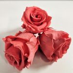 Three Coral pink standard sized preserved rose heads