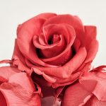 Preserved coral pink rose head close up