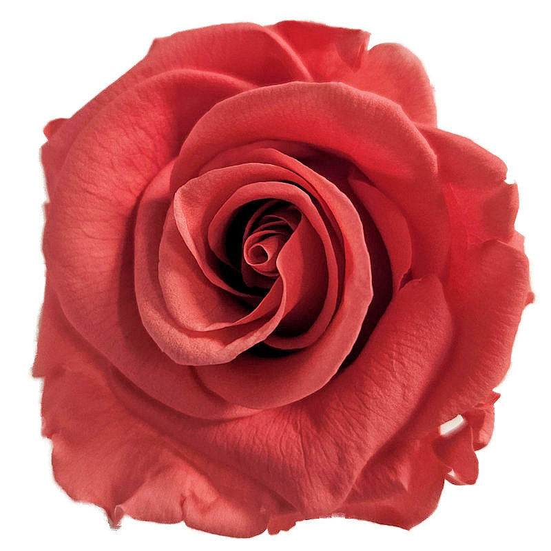 Close up of a Coral pink preserved rose head